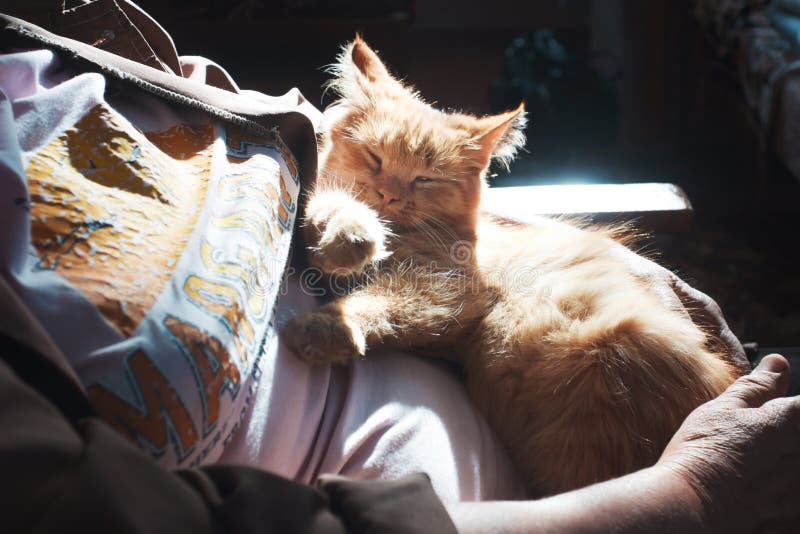 Cat in arms stock photo. Image of affection, portrait 46243820