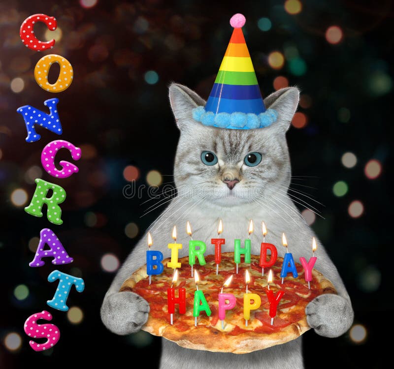 Download Cute Cat Meme For My Birthday Wallpaper | Wallpapers.com