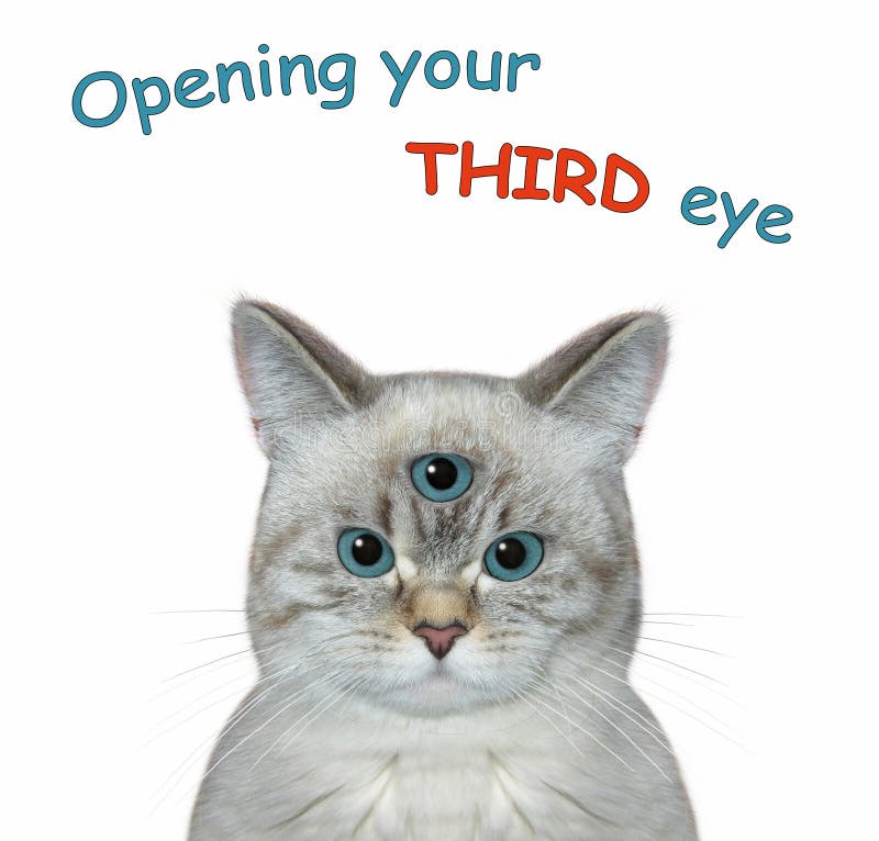 Cat ashen has three eyes 2 stock photo. Image of telling - 236237972