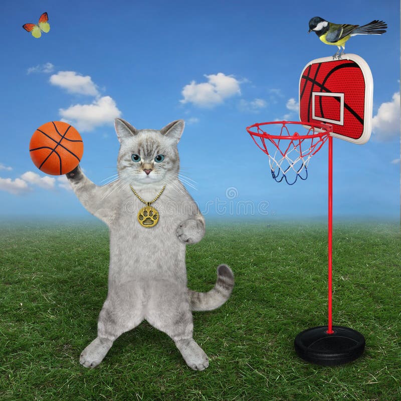 Cat Ashen Plays Basketball in Meadow Stock Image Image of closeup
