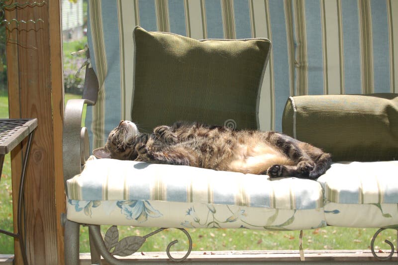 Summer day and cat laying by himself taking nap on sun porch. Cat sunning himself on a lazy afternoon. cat looking up at sun while laying on couch cushions. what a restful day. Summer day and cat laying by himself taking nap on sun porch. Cat sunning himself on a lazy afternoon. cat looking up at sun while laying on couch cushions. what a restful day.
