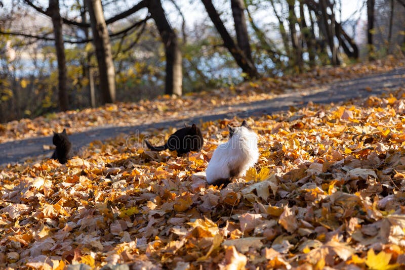 Cat in the Autumn Forest, Cats on a Walk, Autumn Park Stock Image Image of park, autumn 241584477