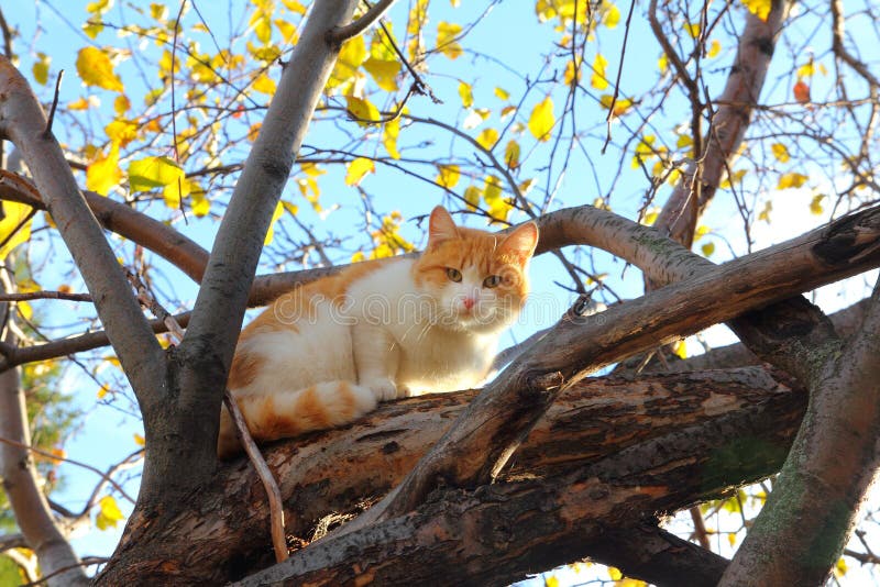 Cat on autumn tree stock images