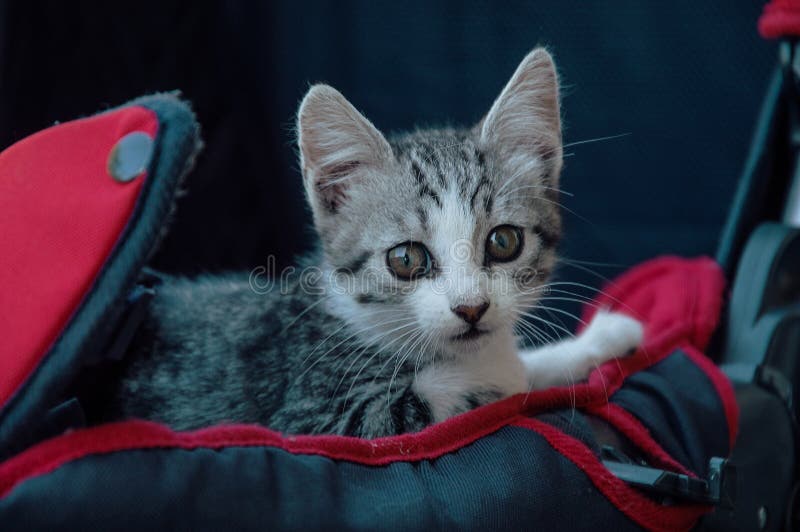 Cat in a baby carriage stock image. Image of seasons 77622979