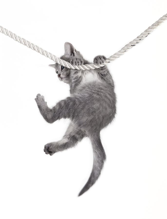 Cat baby hanging on rope stock image. Image of domestic 36688313