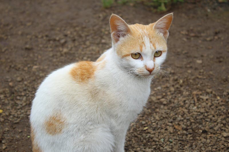 Cat on the backyard stock photo. Image of snout, backyard 260204290