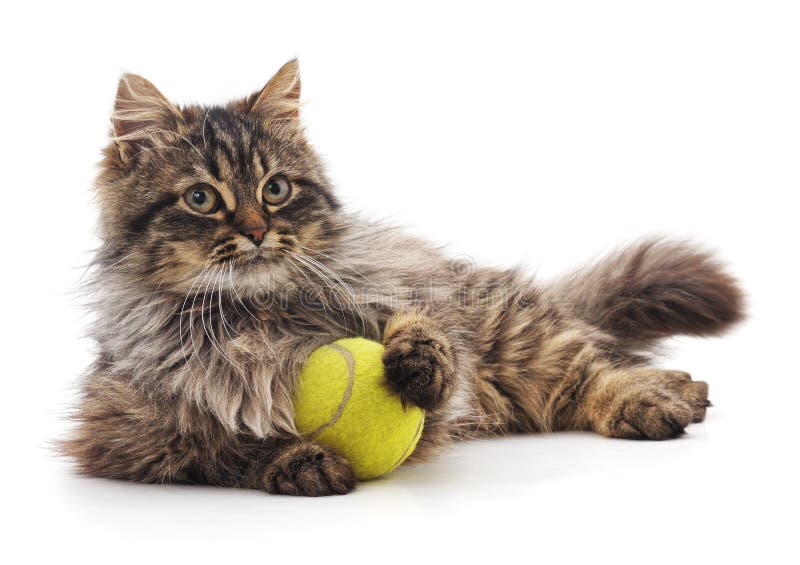cat with a ball