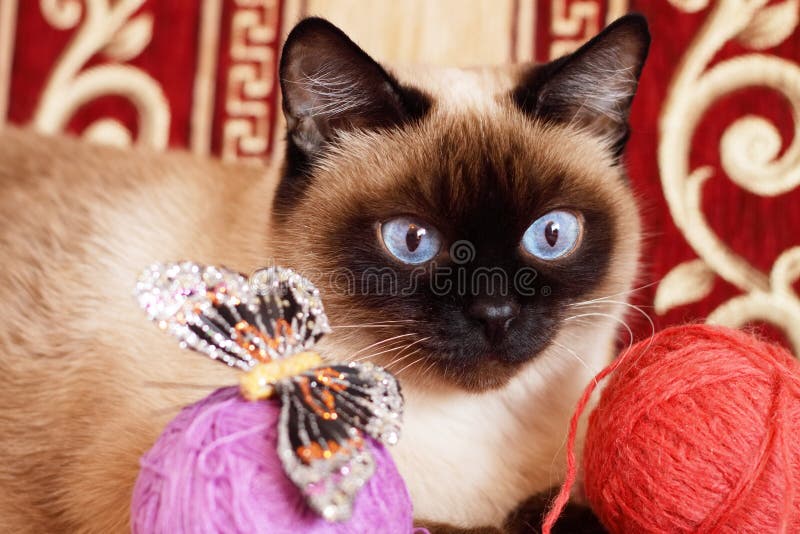 Cat and balls stock photo. Image of kitty, resting, inquisitive 13465794