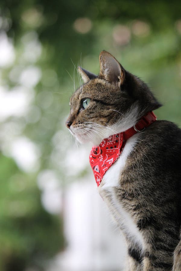 Cat with bandana stock photo. Image of eyes, gray, outside 128787892