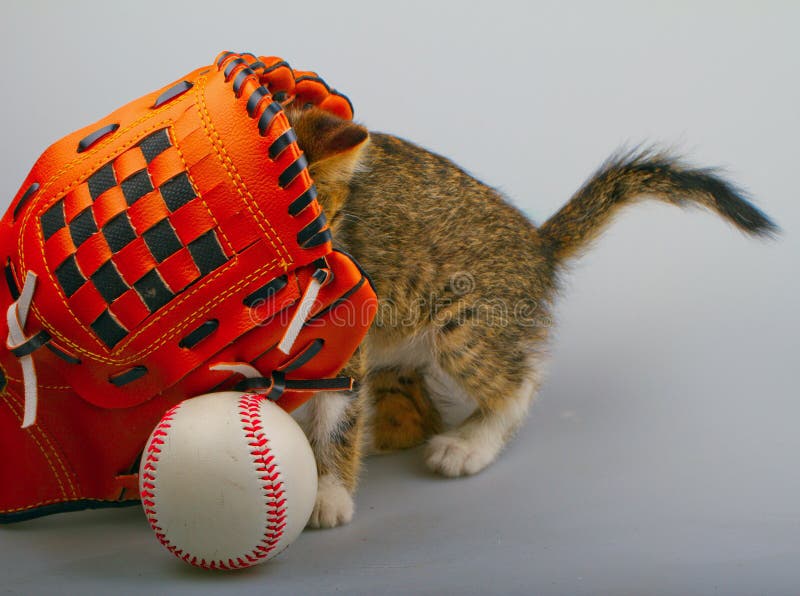 Cat and baseball stock photo. Image of feline, domestic 35676802