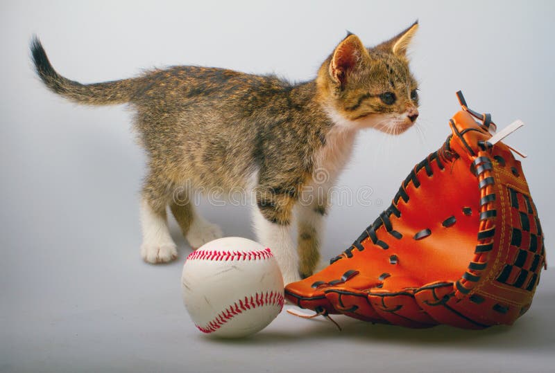 Cat and baseball stock photo. Image of indoors, adorable 35676780