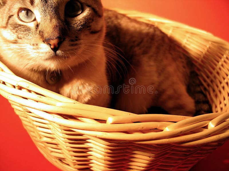 Cat in a basket stock image. Image of friend, adorable 29269069