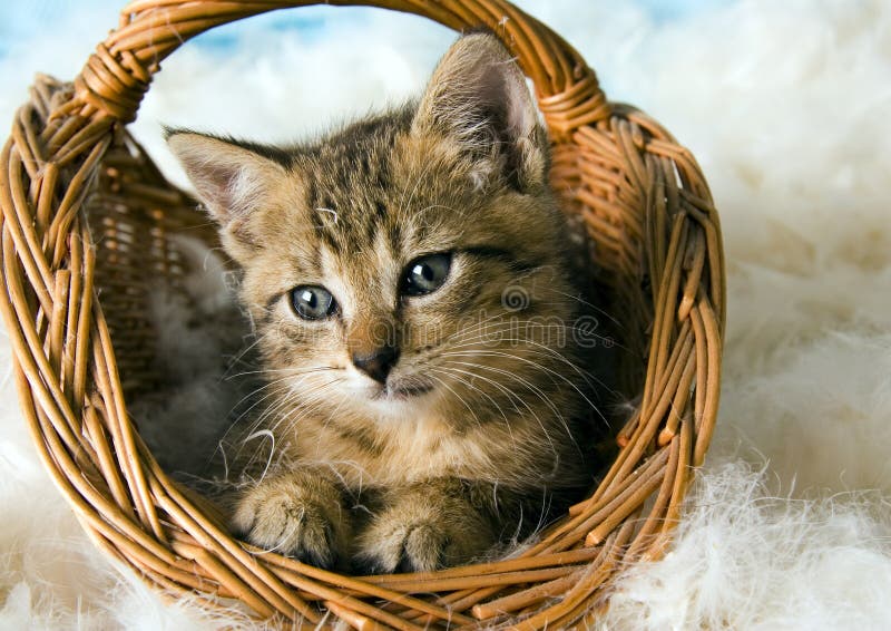 Cat in the basket stock image. Image of beautiful, mammalia 2005891