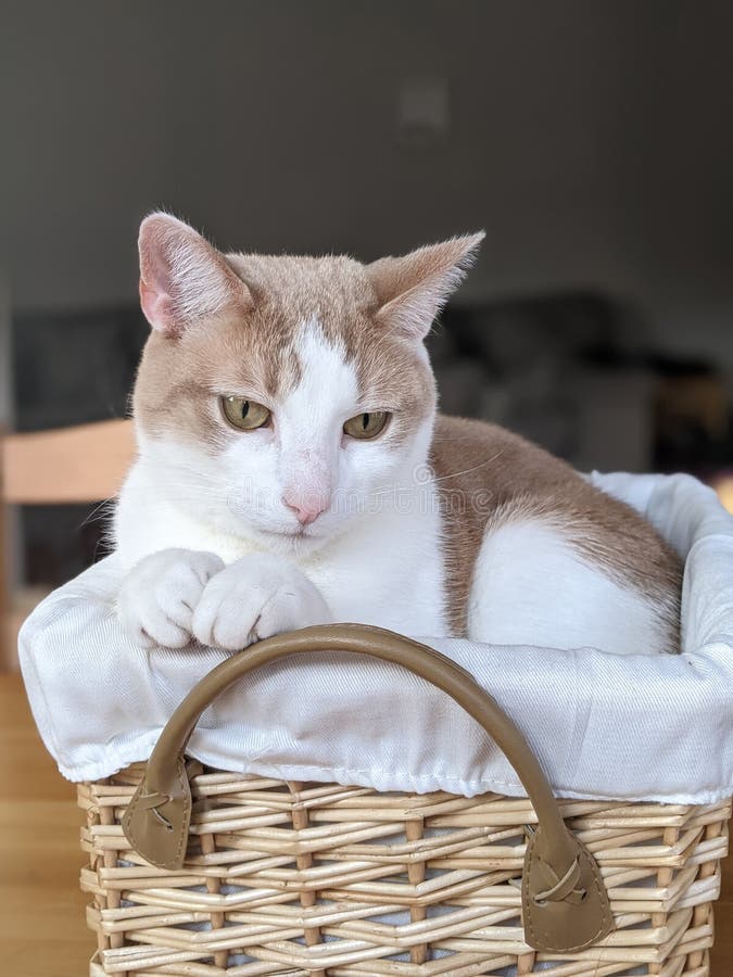 Cat in a basket stock photo. Image of polite, sitting 216888438