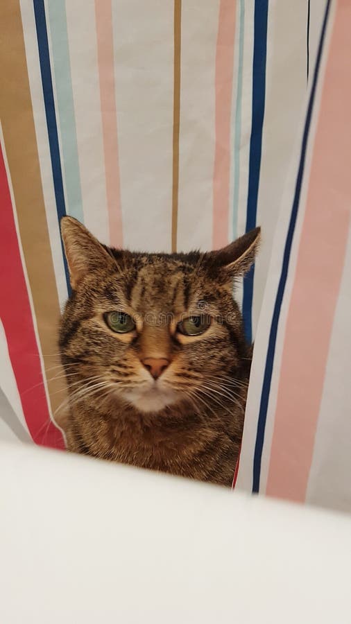 Cat in the bathroom stock photo. Image of pets, looking 176369168