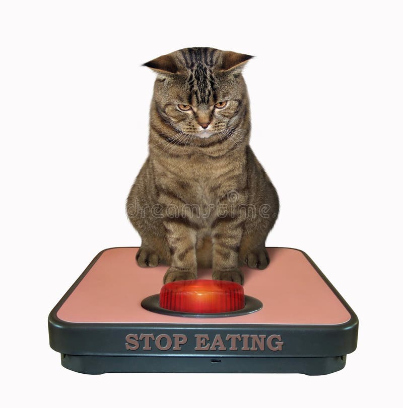 Fat Cat Scale Stock Photos - Free & Royalty-Free Stock Photos from  Dreamstime
