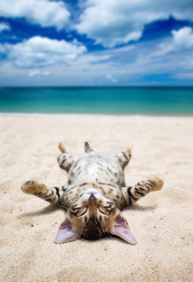 Cat on beach