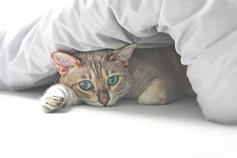 Cat in bed