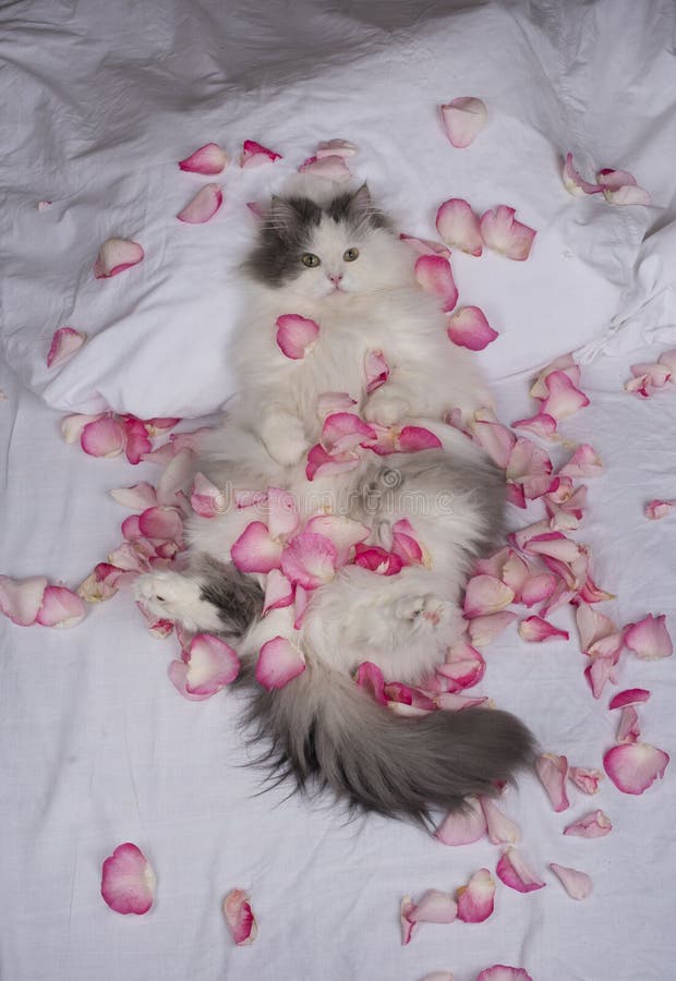 Roses Petals on the White Silk Background Stock Image Image of