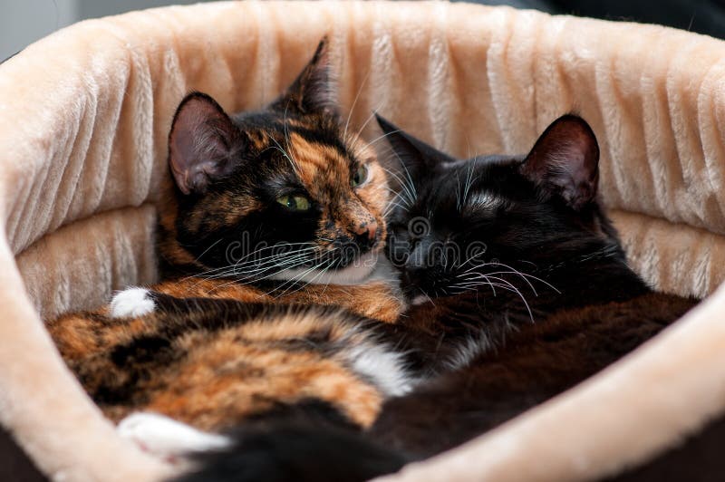 Cat Bed with Sleeping Cats Closeup Stock Photo Image of rest, animal