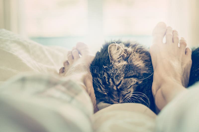 Cat in Bed. Women S Feet Cuddle Cat Muzzle. Stock Image Image of fire