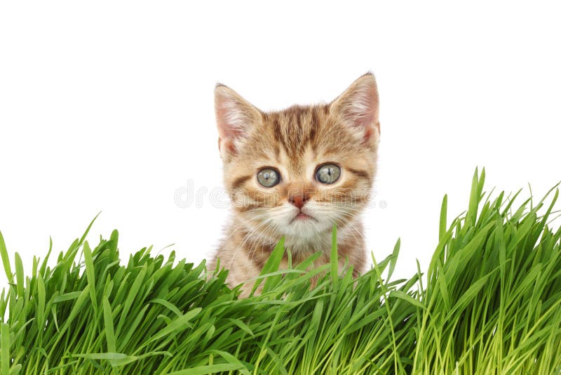 Cat behind grass