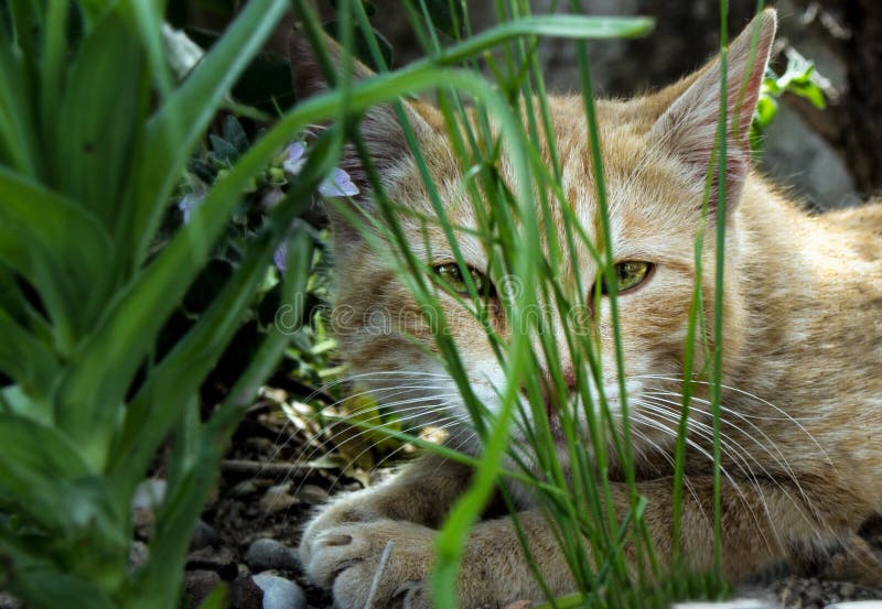 Cat behind grass royalty free stock photography Cat behind grass royalty free stock photography
