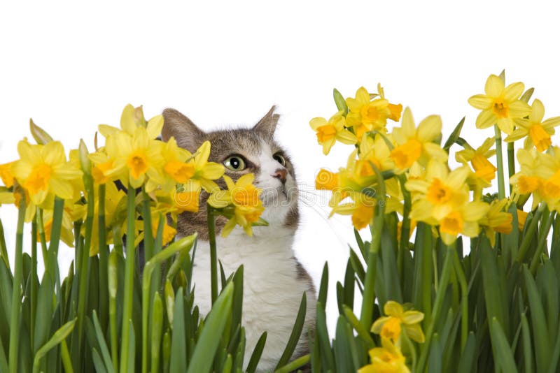 https://thumbs.dreamstime.com/b/cat-behind-yellow-flowers-2005807.jpg