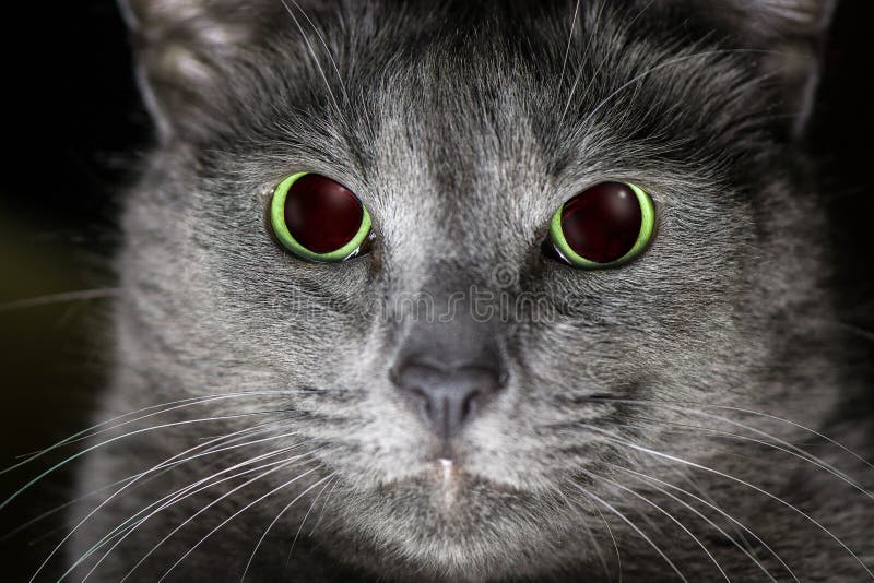 Cat being angry stock photography