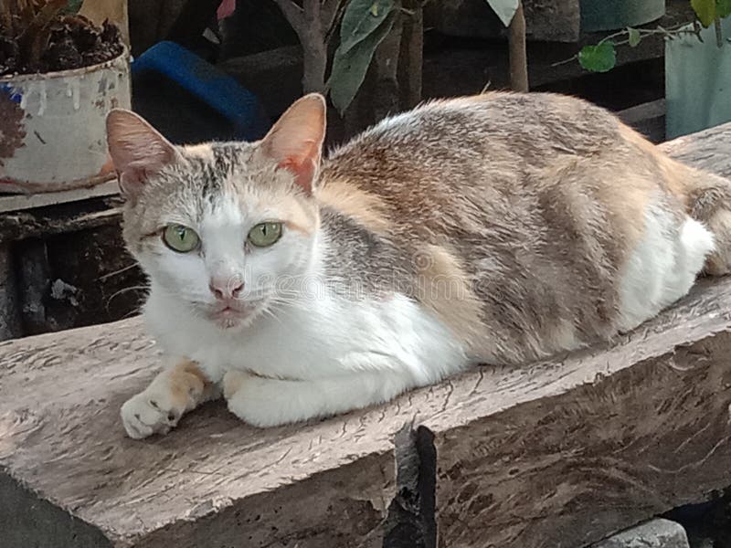 Cat bench house stock photo. Image of snout, whiskers 187287632