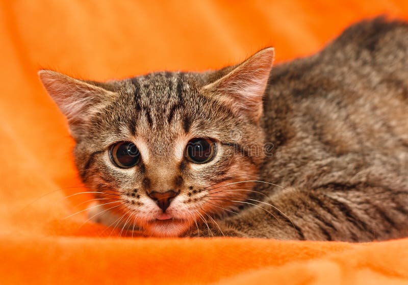 8 291 Cat Scared Photos Free Royalty Free Stock Photos From Dreamstime