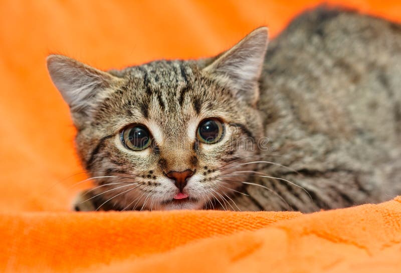 Cat with big eyes on orange