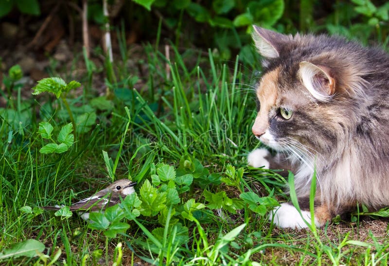 Cat and bird stock image. Image of mammal, animals, looking 17179911