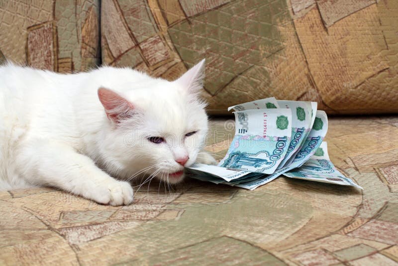 cat-bite-money-7233541.jpg