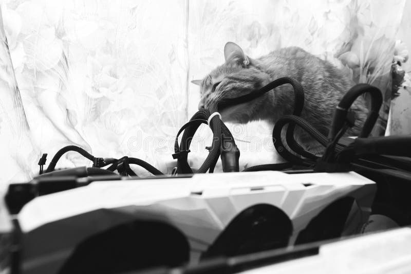 Cats Eat Wires Stock Photos Free & RoyaltyFree Stock Photos from