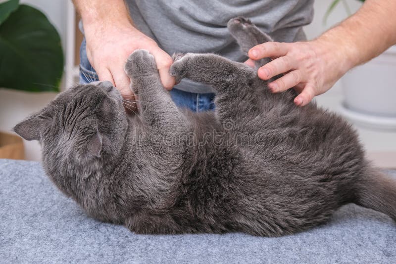 The Cat Bites and Scratches the Mans Hands, Afraid Cutting Claws and Combing Wool. Stock Image