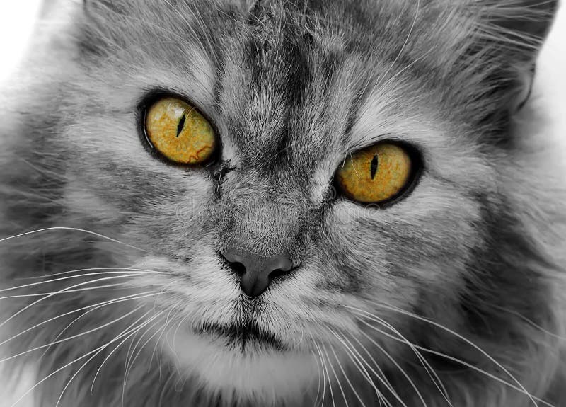 Cat is black and white. Muzzle close-up with yellow eyes