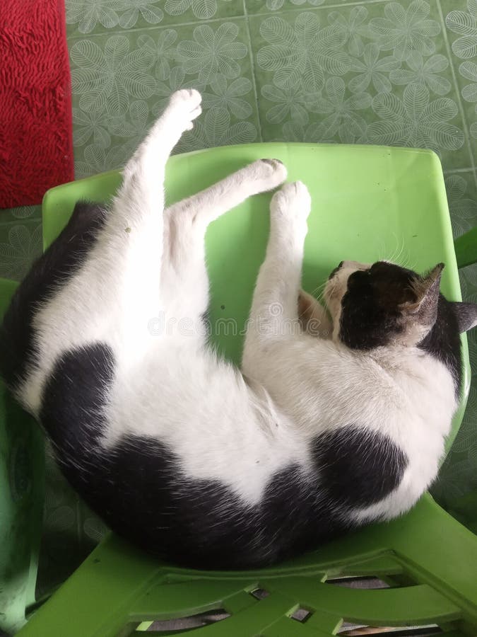 Cat black white sleeping stock photo. Image of nose - 262687216