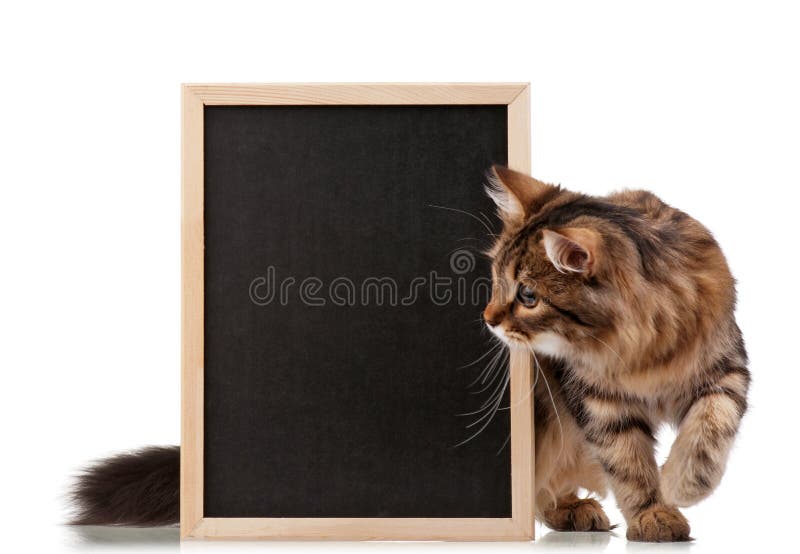 Cat with blackboard