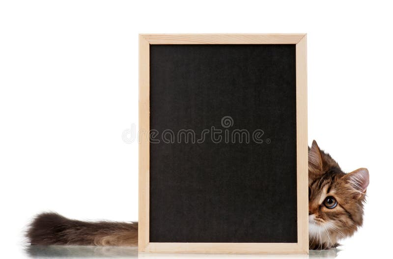 Cat with blackboard