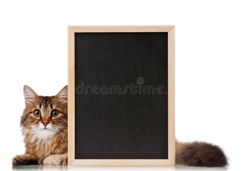 Cat with blackboard