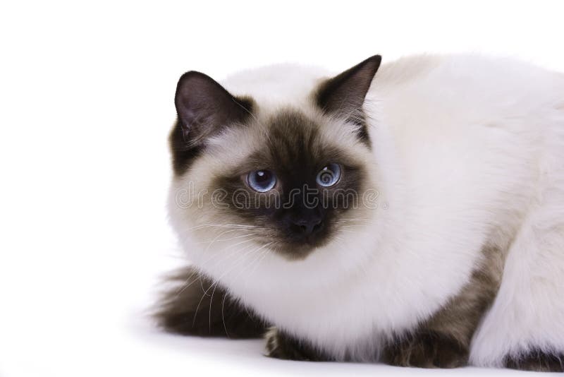 Cat with blue eyes