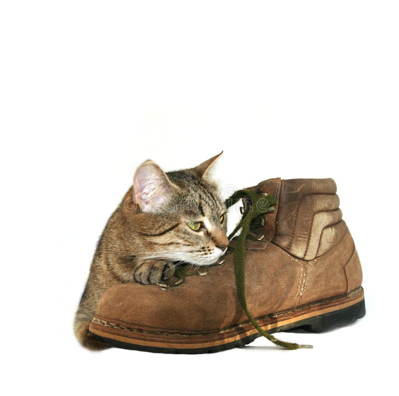 Relaxing cat on old boot. Relaxing cat on old boot
