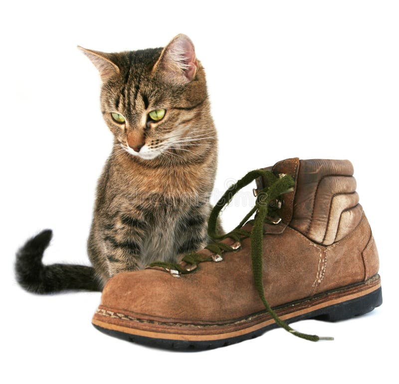 Cat Boot Stock Photos - Download 444 Royalty Free Photos