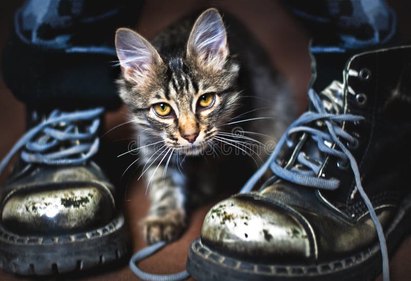 Cat In A Winter Coat And Boots Stock Photo - Download Image Now