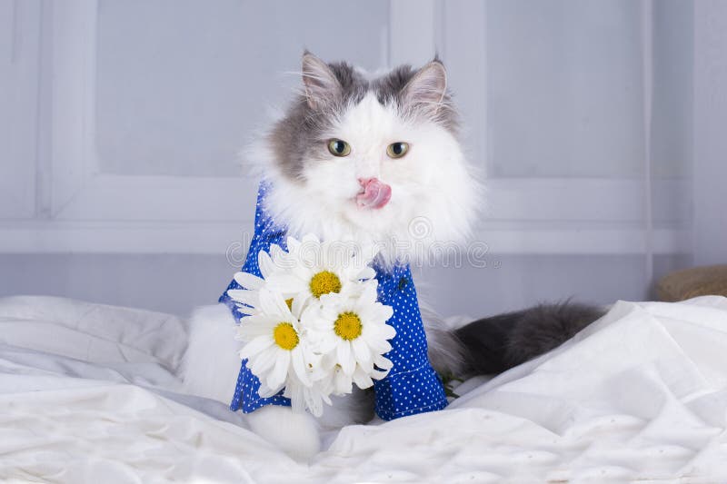 Cat with a Bouquet of Daisies in the Morning Wakes Owner Stock Image