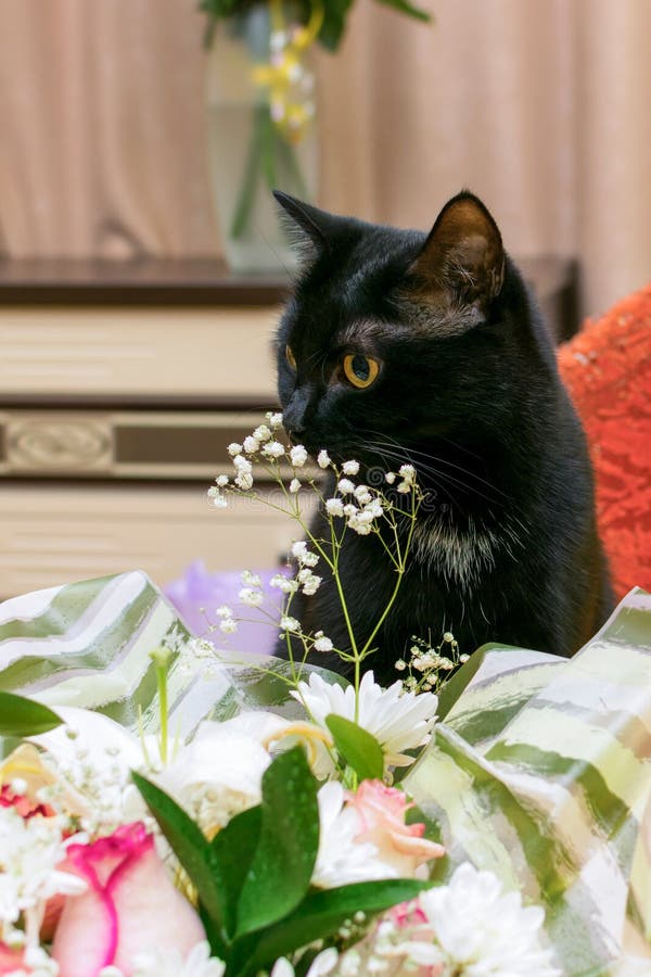 A Cat and a Bouquet of Flowers. Stock Photo Image of home, fluffy