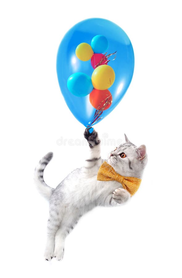 Cat with bow and balloons