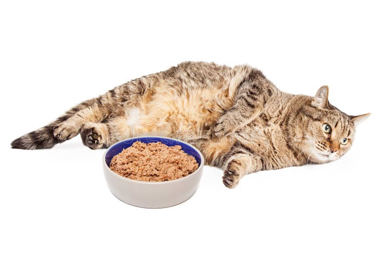 Cat With Bowl excesso de peso preguiçosa do alimento imagem de stock royalty free Cat With Bowl excesso de peso preguiçosa do alimento imagem de stock royalty free
