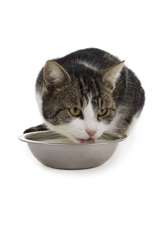 Cat with bowl milk stock image. Image of friendly, hungry 7459855